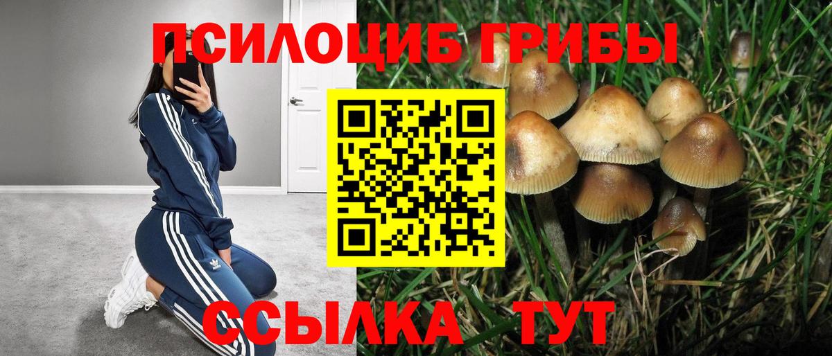 Галлюциногенные грибы Psilocybe Когалым